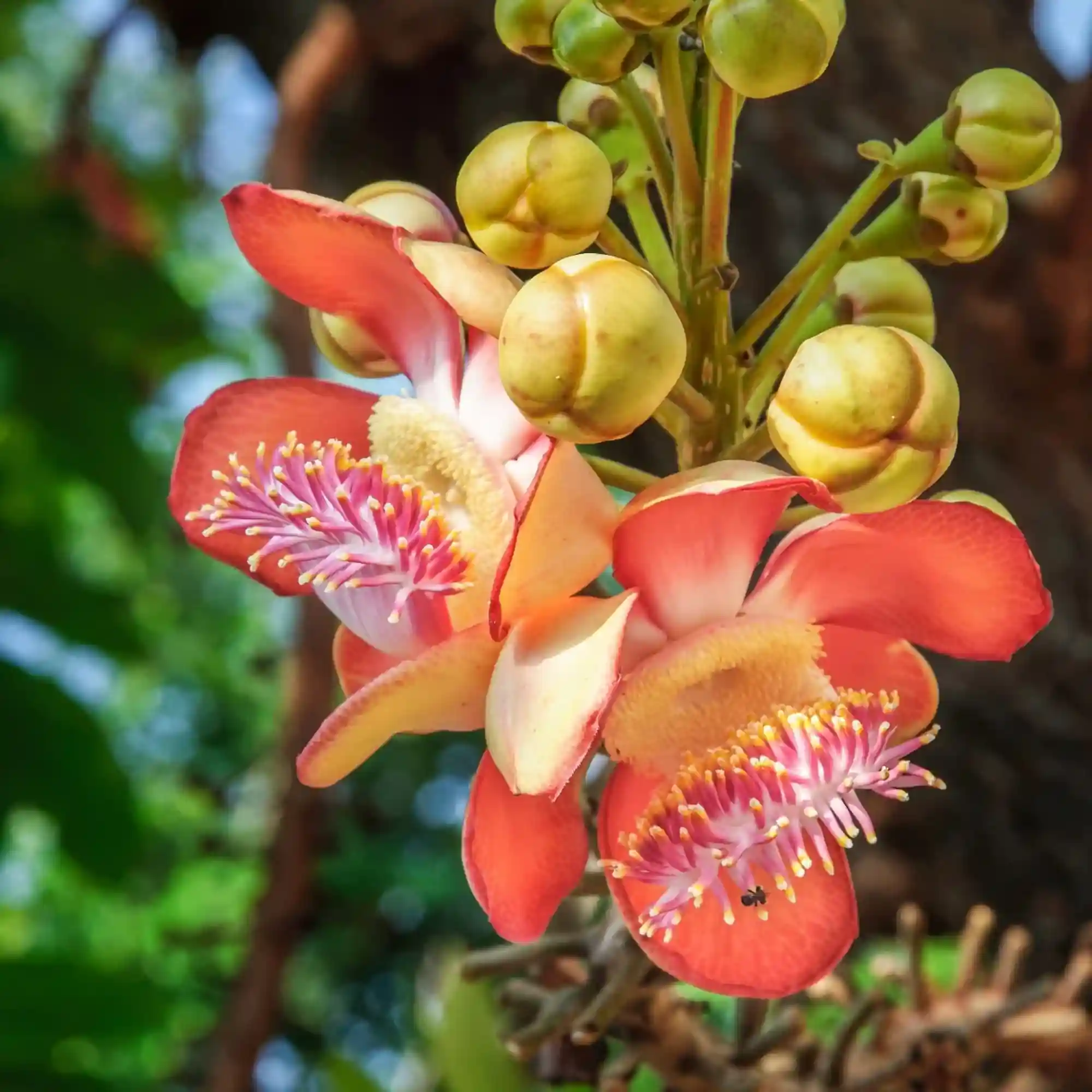 Cannonball Tree Plant
